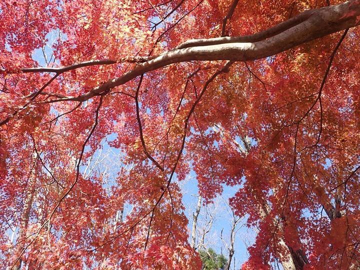 ちょうど紅葉が見ごろでした。快晴の空に赤が映えます