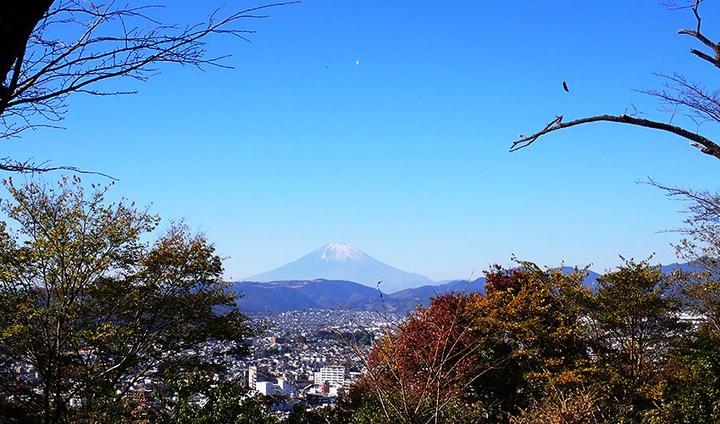 樹間に望む富士山