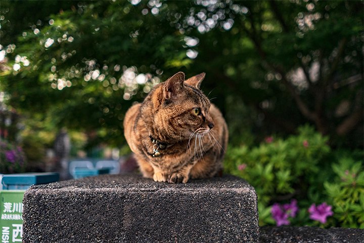 以前たまたまお寺の門扉にいた猫さん