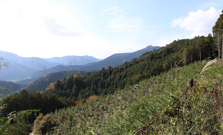 樹木の保護区域