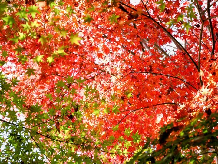 もみじだけでこのいろどり