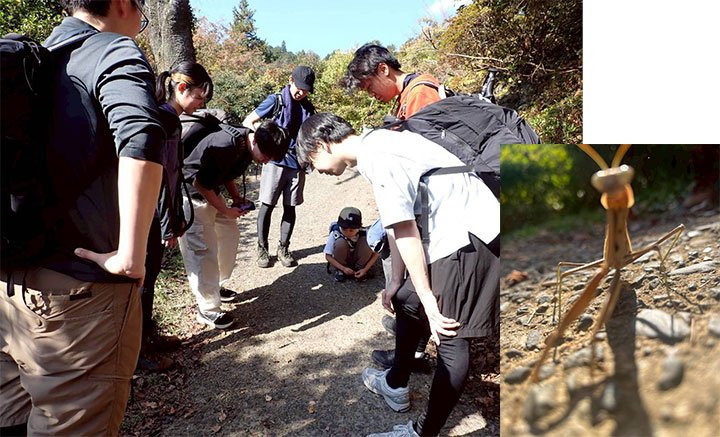 茶色くて大きなカマキリに全員夢中