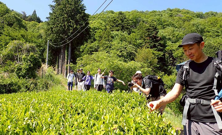 登山道を抜けると鮮やかな茶畑